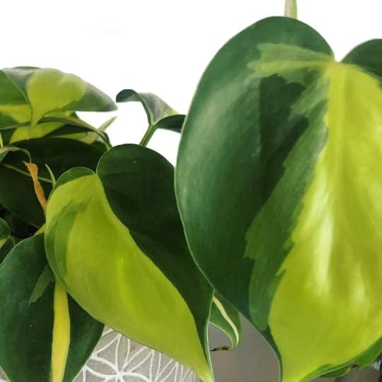 American Plant Exchange Philodendron Brasil, 6-Inch Pot, Chartruse Variegated Foliage, Easy to Care Plant, Live Indoor Houseplant for Home & Office Decor