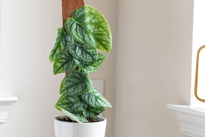 Premium Monstera Dubia Potting Mix - Handcrafted for Optimal Growth - 1 Quart