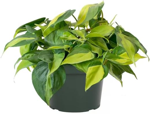 American Plant Exchange Philodendron Brasil, 6-Inch Pot, Chartruse Variegated Foliage, Easy to Care Plant, Live Indoor Houseplant for Home & Office Decor