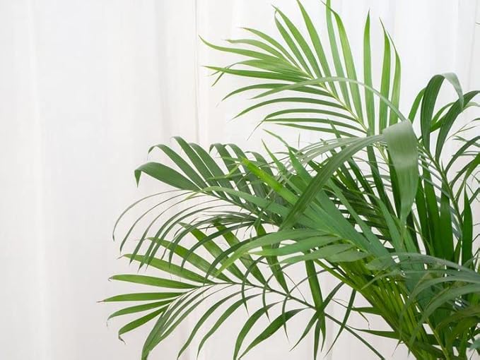 GARDENERA Palm Tree Potting Mix - The Ultimate Soil for Strong and Healthy Palms - Top Choice for Palm Tree Growers [5 Quart Bag]