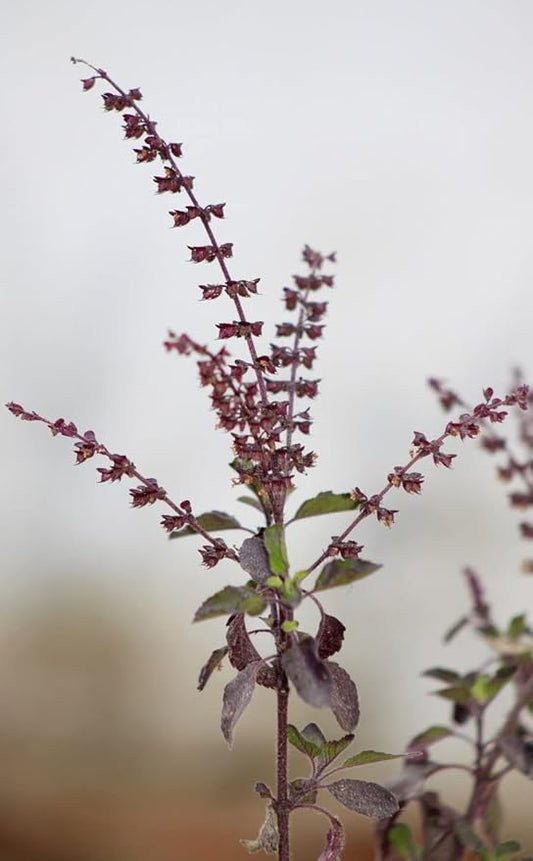 Purple Krishna Tulsi Holy Basil Ocimum Sanctum Premium Seeds for Planting Packet