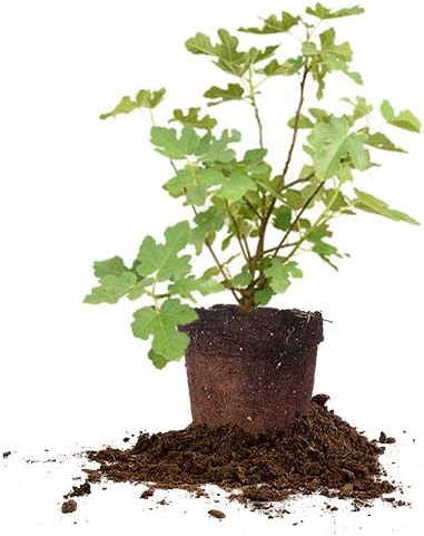 PERFECT PLANTS Celeste Fig Tree Live Plant, 1 Gallon, Includes Care Guide