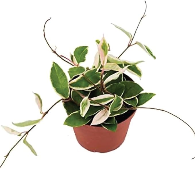 American Plant Exchange Live Assorted Hoya Carnosa Plant, Wax Plant, Plant Pot for Home and Garden Decor, 6" Pot