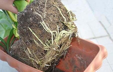 5 Pounds Super Absorbent Potassium Polymer - Soil Moisture Retention for All Plants