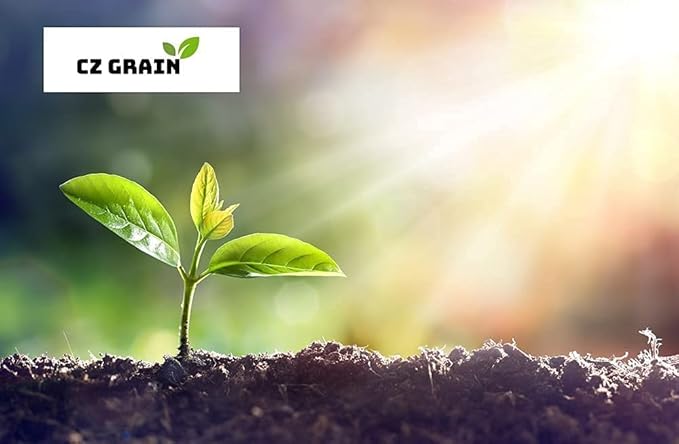 Iron Cross Shamrock Bulbs for Planting - Fast Growing Year Round Color Indoors or Outdoors - Oxalis Shamrock Bulbs for Good Luck (5 Bulbs)