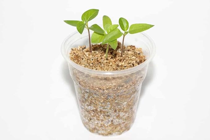 Unleash The Potential of Your Plants with Gardenera's Horticultural Vermiculite - The Perfect Soil Amendment for Optimal Growth - 4 Quart