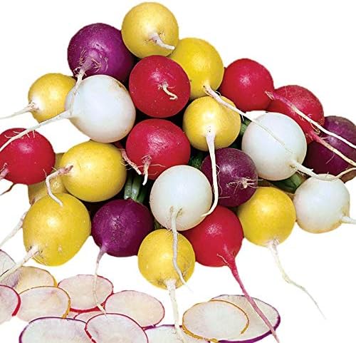 Park Seed Radish Vegatable Plant Seeds, Easy to Grow, Variety of Colors, Spring Garden, Beauty Blend, Pack of 200