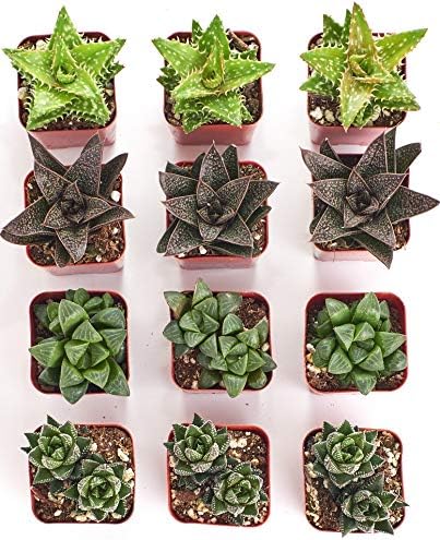 Shop Succulents | Haworthia Collection | Assortment of Hand Selected, Fully Rooted Alluring Miniature Aloe Live Indoor Succulent Plants, 12-Pack, Mix