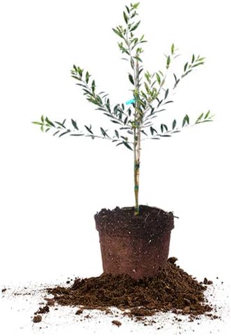 PERFECT PLANTS Arbequina Olive Live Plant, 2-3ft, Includes Care Guide