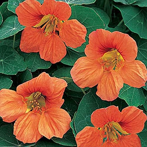 Outsidepride Tropaeolum Nasturtium Vesuvius Climbing, Vining, Flowering, Plants for Trellis, Fences, Arbors & More - 200 Seeds