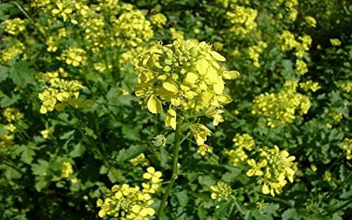 Seeds Vegetable Black Mustard - 500 Seeds