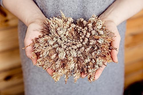 TWO - Rose of Jericho Flower I MEDIUM Size | Flor de Jericó - Resurrection Plant | Selaginella Lepidophylla | Dried Rose I Doradilla Plant | 3''' - 4'' each I Spiritual Cleansing, Luck, and Prosperity