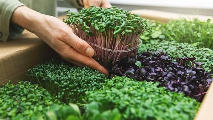 Premium Organic Microgreens Potting Mix by Gardenera - 10 Quart - The Ultimate Recipe for Nutrient-Dense Greens - (2 Bags of 5QT)