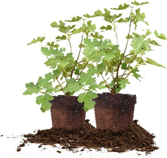 PERFECT PLANTS Celeste Live Plant, 1 Gallon - 2 Pack, Includes Care Guide