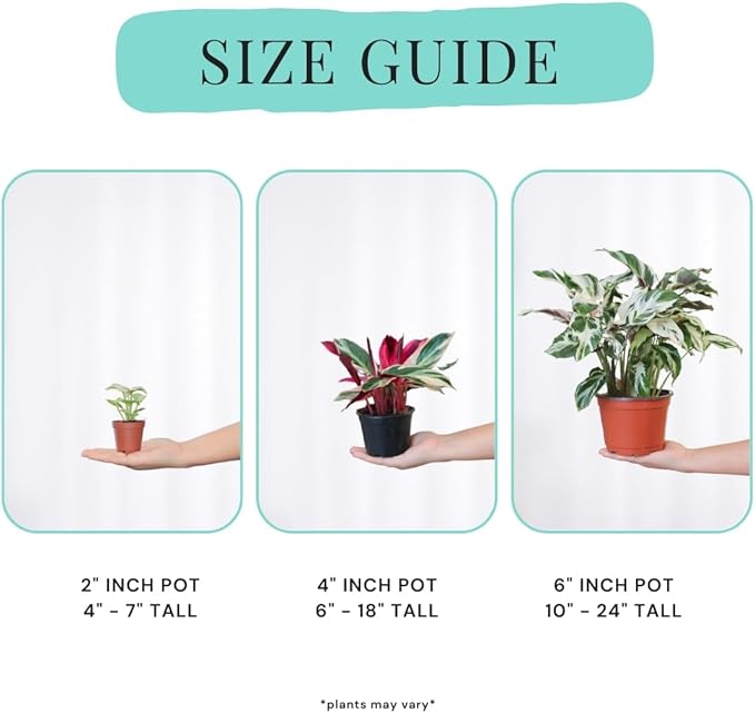 Calathea Assorted 4" pots: Grower's Pick, Indoor Plants, Easy Care Houseplant, Starter Plant,Live Indoor, Easy to Grow - Beginner Plant by Coollectiveplants (4 Pack)