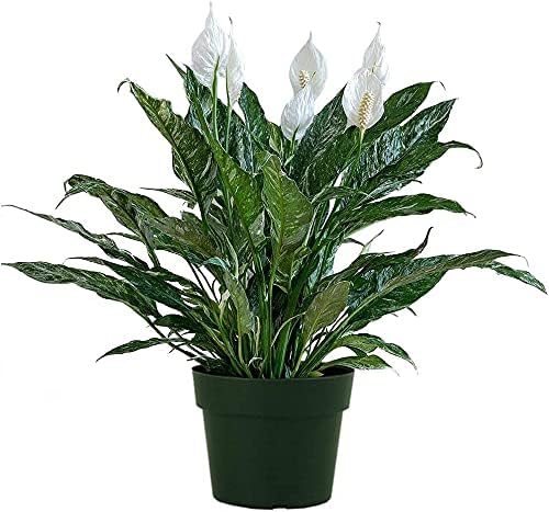 American Plant Exchange Variegated Peace Lily Spathiphyllum Domino Real Live Plant, 6" Pot 18-20" Tall, Green and White Leaves