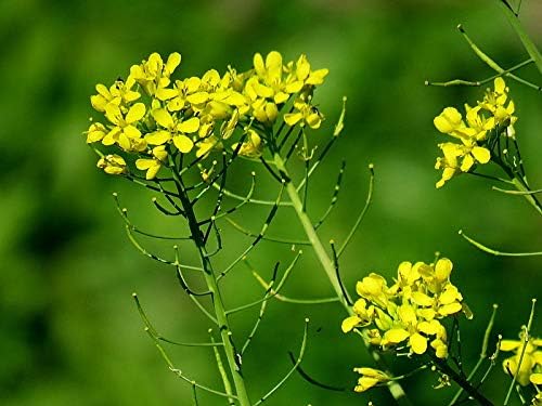 Seeds Vegetable Black Mustard - 500 Seeds