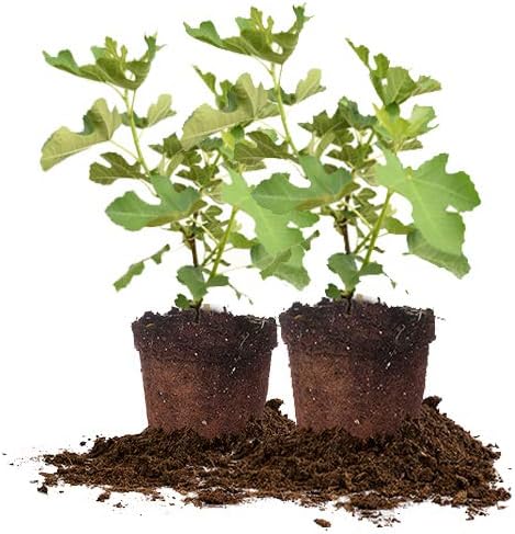 PERFECT PLANTS Brown Turkey Live Plant, 1 Gallon - 2 Pack, Includes Care Guide