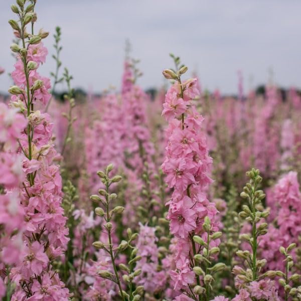 Outsidepride 1000 Seeds Delphinium Pink Larkspur Flower Seeds for Planting