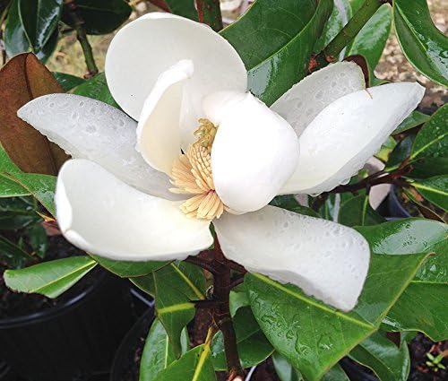 PERFECT PLANTS 2-3 FT Little Gem Magnolia Tree, White