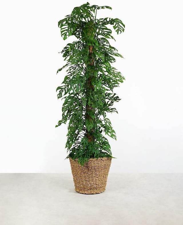 Premium Potting Mix for Olive Trees by Gardenera - 20 Quart - Promotes Strong Roots and Abundant Harvests (4 Bags of 5 Quart)
