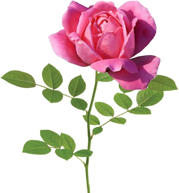 PERFECT PLANTS Double Pink Knock Out Rose Live Plant, 3 Gallon, Includes Care Guide