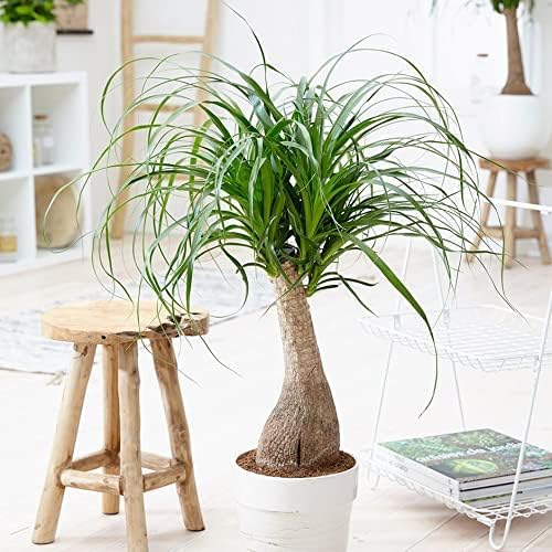 Premium Nolina Plant Potting Mix - Crafted for Robust Growth and Distinctive Form - 1 Quart