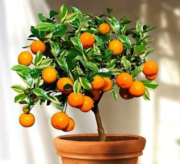 Tailor-Made Soil Mix for Tangerine Trees : Grow Your Own Juicy Tangerines with Confidence - 2 Quart