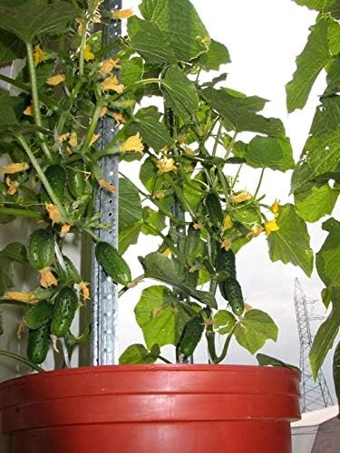 Seeds Vegetable Indoor Cucumber F1 Self-Pollinating All Seasons Vine Plant for Pickling - 10 Seeds