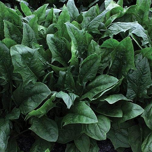 Park Seed Spinach Vegatable Plant Seeds, Easy to Grow, Variety of Colors, Spring Garden, Imperial Star Hybrid, Pack of 200