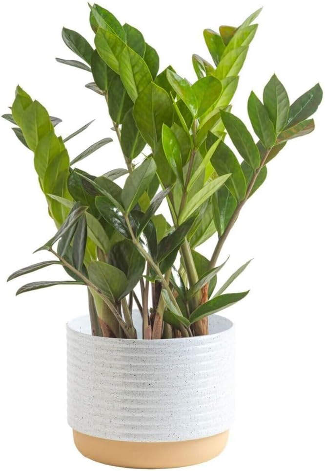 Costa Farms ZZ Plant, Live Indoor Houseplant in Modern Decor Planter, Natural Air Purifier in Potting Soil, Gift for Plant Lovers, Birthday Gift, Tabletop Living Room Decor, Desk Decor, 12-Inches Tall