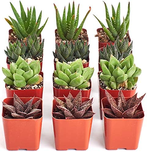 Shop Succulents | Haworthia Collection | Assortment of Hand Selected, Fully Rooted Alluring Miniature Aloe Live Indoor Succulent Plants, 12-Pack, Mix