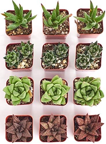 Shop Succulents | Haworthia Collection | Assortment of Hand Selected, Fully Rooted Alluring Miniature Aloe Live Indoor Succulent Plants, 12-Pack, Mix