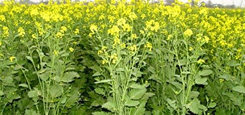 Seeds Vegetable Black Mustard - 500 Seeds