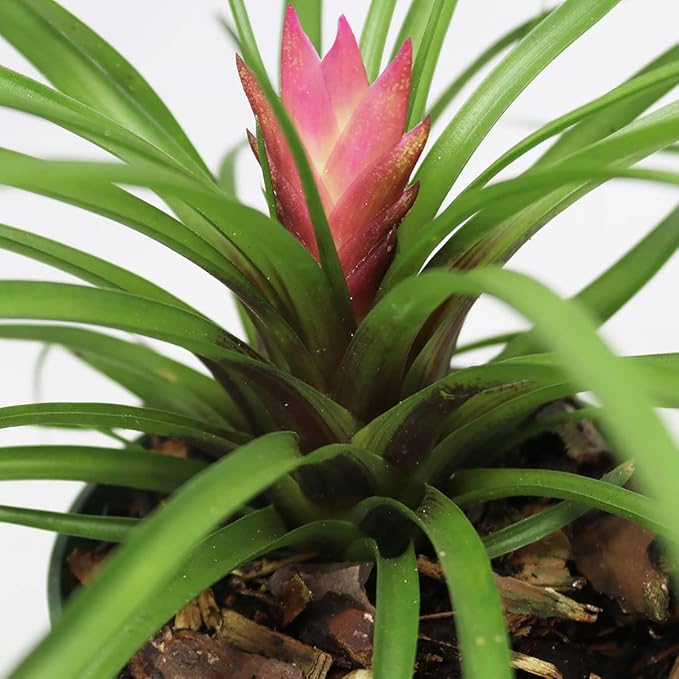 American Plant Exchange Tillandsia Cyanea Pink Exotic Live Air Plant, 4" Pot, Easy Care Pet Safe Houseplant