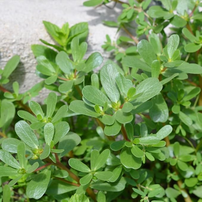 3000+ Green Purslane Seeds for Planting - Rau Sam - Portulaca Oleracea, Edible Plant Non-GMO Heirloom