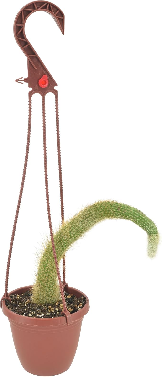 Arcadia Garden Products Live Monkey Tail Cactus Indoor Houseplant in Plastic Hanging Basket, Cleistocactus Colademononis Blooming Succulent Plant Gift for Home and Garden Decor, 4-inch