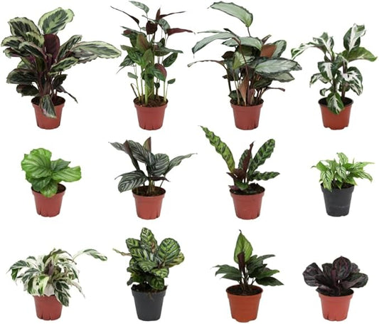 Calathea Assorted 4" pots: Grower's Pick, Indoor Plants, Easy Care Houseplant, Starter Plant,Live Indoor, Easy to Grow - Beginner Plant by Coollectiveplants (4 Pack)