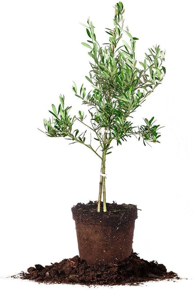 Arbequina Olive Tree - Live Plant, Includes Special Blend Plants Food & Planting Guide (2-3FT)