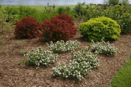 Proven Winners - Aronia Low Scape Mound (Chokeberry) Shrub, white flowers, #3 - Size Container