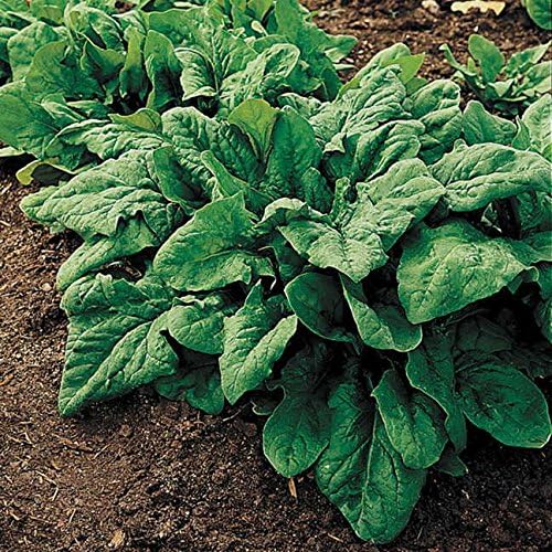 Park Seed Spinach Vegatable Plant Seeds, Easy to Grow, Variety of Colors, Spring Garden, Renegade Hybrid, Pack of 400