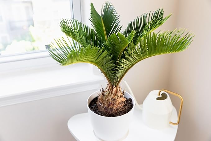 SOGO Palm Plant Potting Soil - Enhance Beauty and Health with Professional Grade Nutrient-Rich Mix - 3 Quart