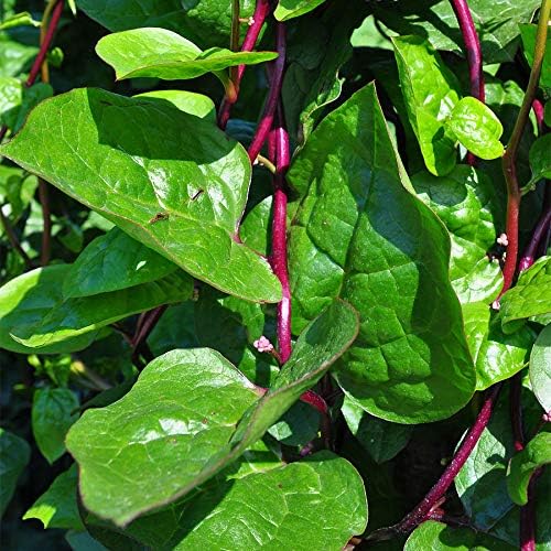 Park Seed Spinach Vegatable Plant Seeds, Easy to Grow, Variety of Colors, Spring Garden, Red Stem Malabar, Pack of 50