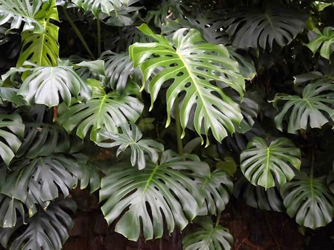 Premium Monstera Borsigiana Soil Mix - Trusted by Experts for Strong and Healthy Plants by Gardenera - 20 Quart (4 Bags of 5 Quart)