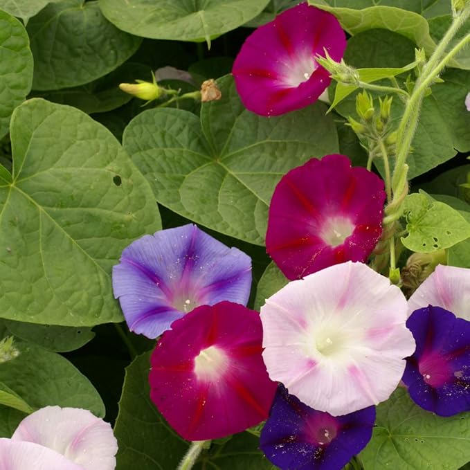 Outsidepride 500 Seeds Annual Ipomoea Purpurea Morning Glory Fieldgrown Climbing Vine Flower Seeds for Planting
