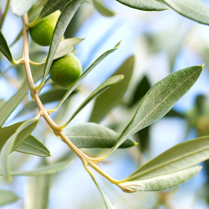 PERFECT PLANTS Arbequina Olive Live Plant, 4-5ft, Includes Care Guide