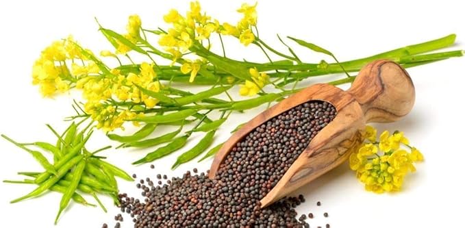 Seeds Vegetable Black Mustard - 500 Seeds