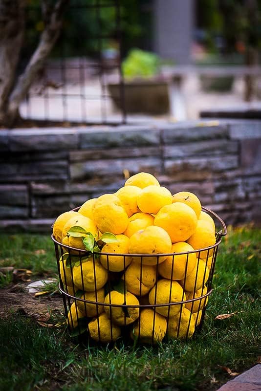 Gardenera's Premium Citron Tree Soil Mix - The Ideal Blend of Nutrients and Aeration for Growing Healthy and Productive Citrus Medica Trees - 1 Quart