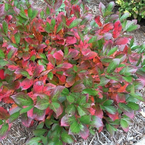 Proven Winners - Aronia Low Scape Mound (Chokeberry) Shrub, white flowers, #3 - Size Container