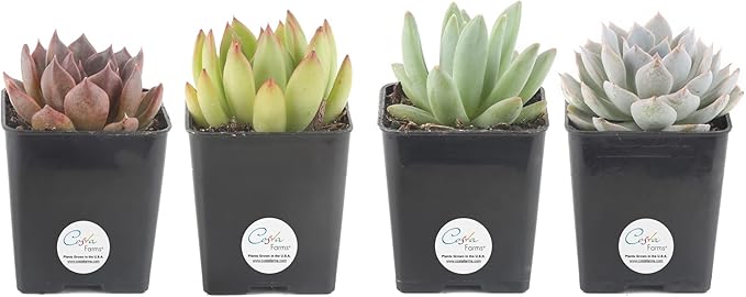 Costa Farms Grower Pot, 4-Pack Echeveria Succulents Live Indoor Plant 3-Inches Tall, in Grower's Pot